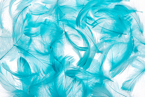seamless background with blue lightweight feathers isolated on white