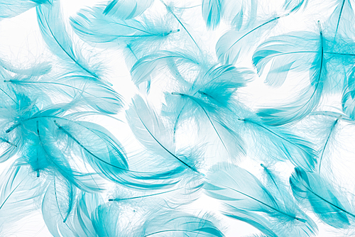 seamless background with blue colorful feathers isolated on white
