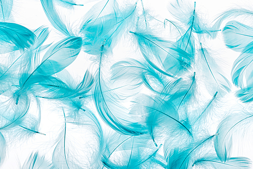 seamless background with blue fluffy bright feathers isolated on white