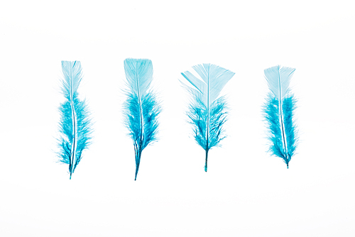 row of blue lightweight four feathers isolated on white