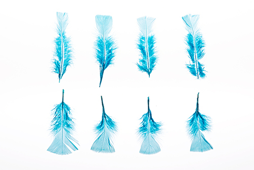 rows of blue lightweight bright feathers isolated on white