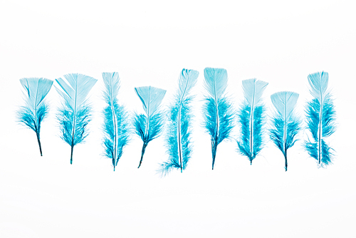 row of blue lightweight feathers isolated on white