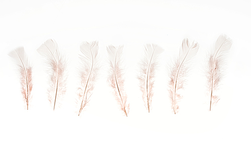 row of beige lightweight feathers isolated on white