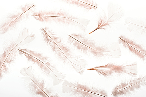 seamless background with beige lightweight feathers isolated on white