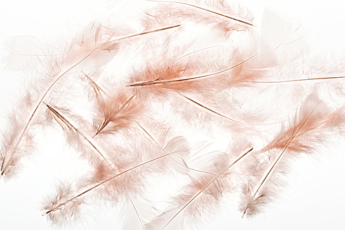 seamless background with beige feathers isolated on white