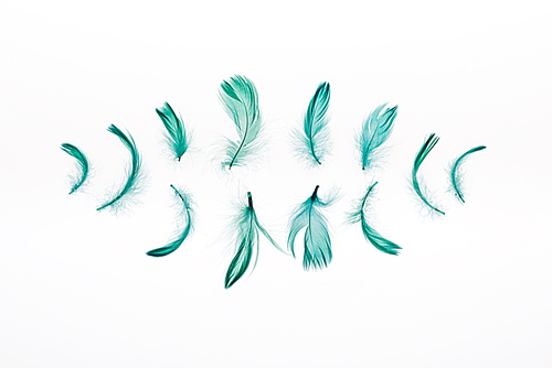 rows of green bright feathers isolated on white