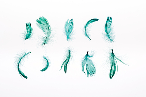 rows of green bright lightweight feathers isolated on white