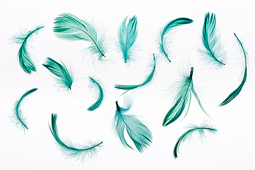 seamless background with green lightweight feathers isolated on white