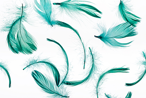 seamless background with green feathers isolated on white