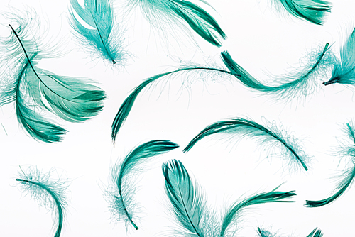 seamless background with green lightweight feathers isolated on white