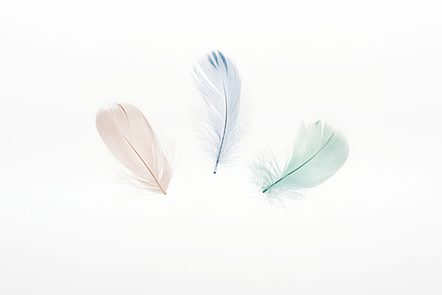 multicolored light beige, green and blue feathers isolated on white