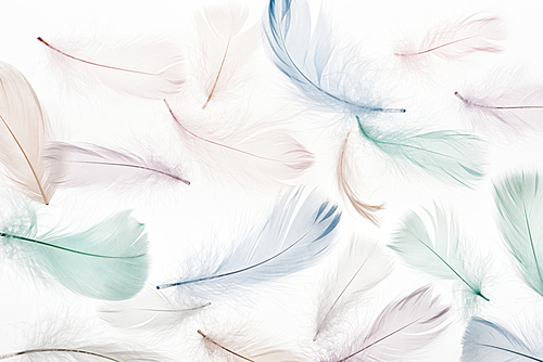 seamless background with multicolored soft feathers isolated on white