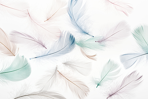 seamless background with multicolored fluffy feathers isolated on white