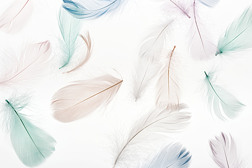 seamless background with soft light beige, green and blue feathers isolated on white