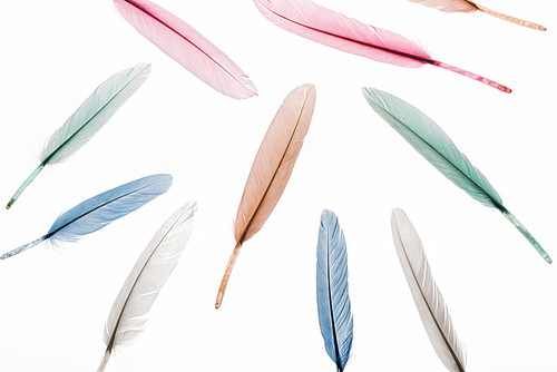 seamless background with multicolored lightweight feathers isolated on white