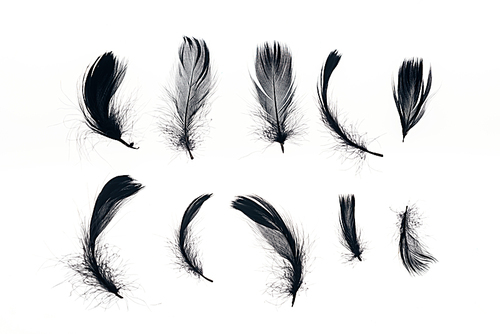 rows of black lightweight feathers isolated on white