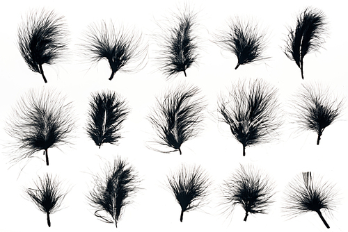 seamless background with black feathers isolated on white
