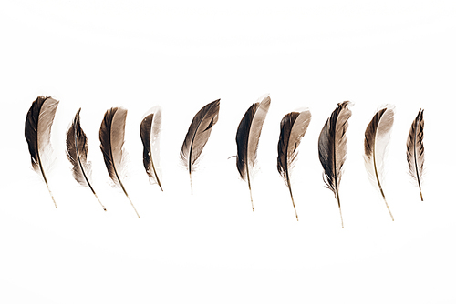 set of brown lightweight feathers in row isolated on white