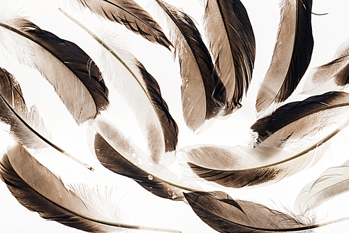 seamless background with brown lightweight feathers isolated on white