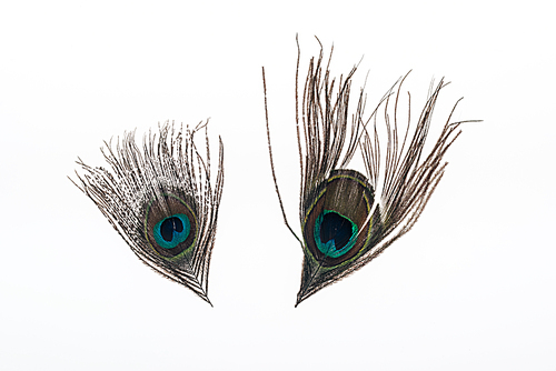 two multicolored peacock feathers isolated on white