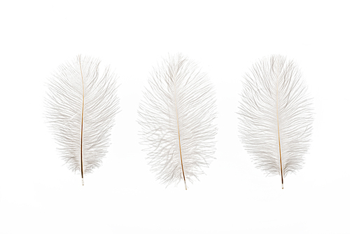 grey fluffy lightweight three feathers isolated on white