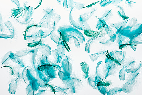 seamless background with multicolored green and turquoise lightweight feathers isolated on white