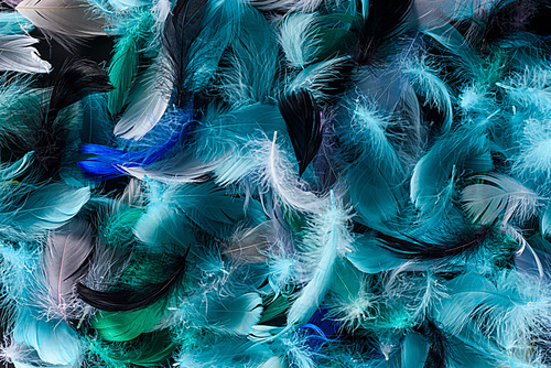 seamless background with bright blue, green and turquoise colorful feathers isolated on black