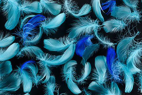 seamless background with multicolored blue feathers isolated on black