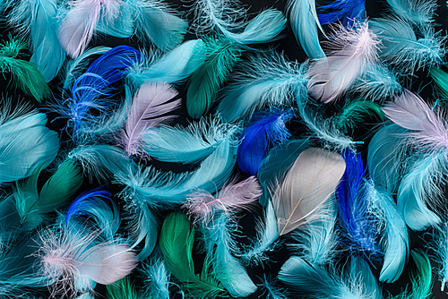 seamless background with blue, green and pink feathers isolated on black