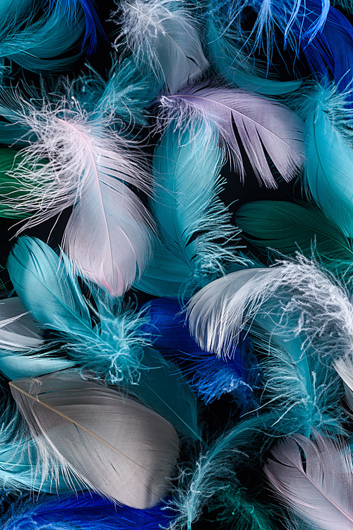 seamless background with bright blue, green and pink feathers isolated on black