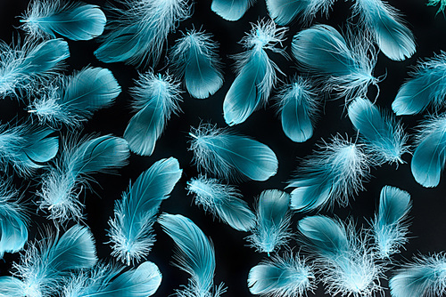 seamless background with bright blue feathers isolated on black