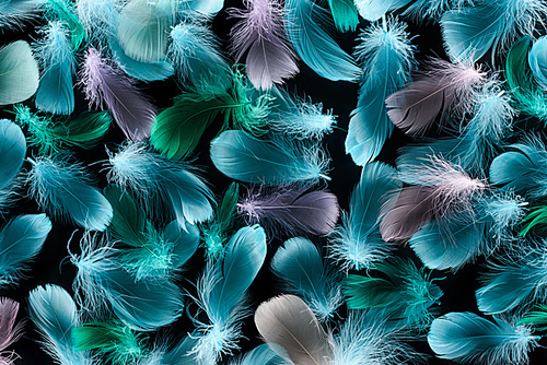 seamless background with colorful and soft feathers isolated on black