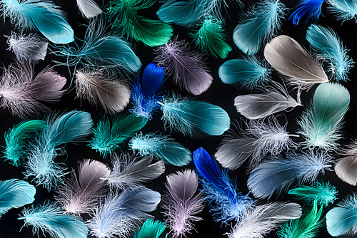seamless background with colorful plumes isolated on black