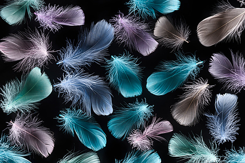 seamless background with multicolored soft feathers isolated on black