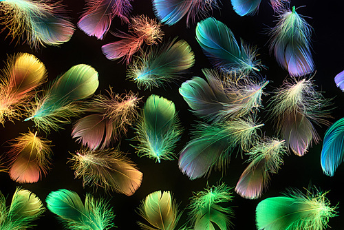seamless background of neon multicolored soft feathers isolated on black