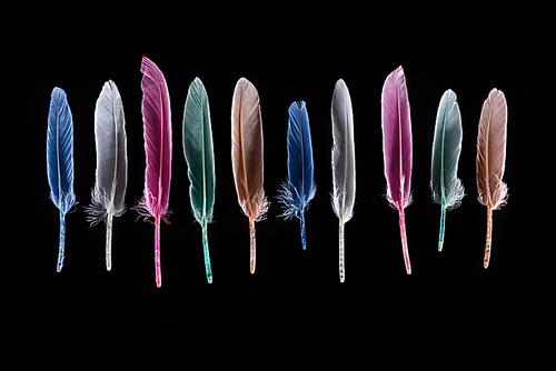 row of bright soft colorful feathers isolated on black