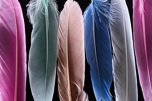 close up of bright soft colorful feathers in row isolated on black