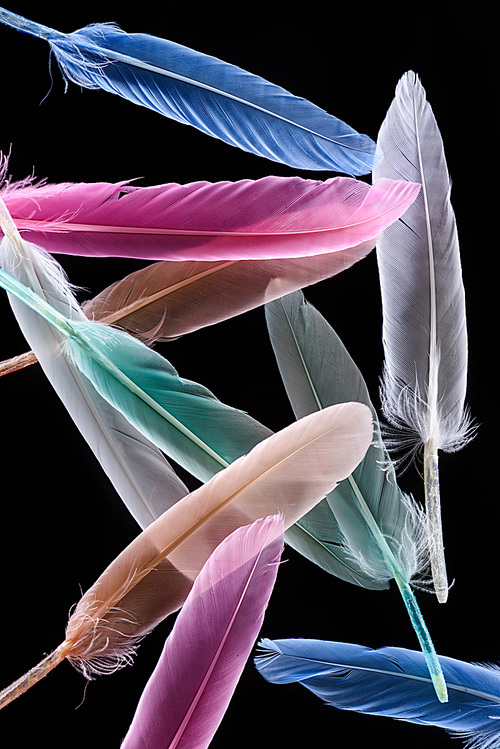 row of bright soft colorful  feathers isolated on black