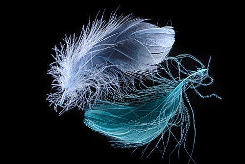 two blue bright soft feathers isolated on black