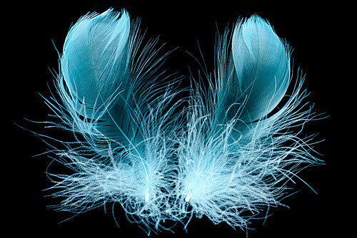 blue bright textured and soft feathers isolated on black