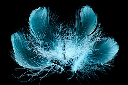 blue bright textured and soft plumes isolated on black