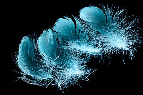 blue bright textured and lightweight feathers isolated on black