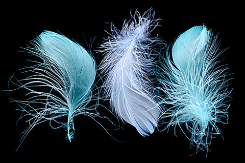three blue bright textured and lightweight feathers isolated on black