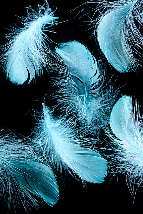 background with blue bright lightweight feathers isolated on black