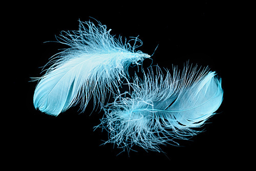 two blue bright textured and lightweight feathers isolated on black