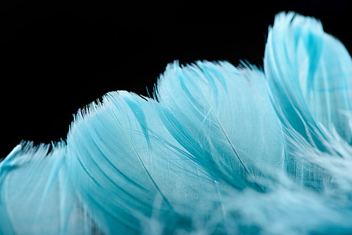 close up of lightweight blue textured feathers isolated on black with copy space