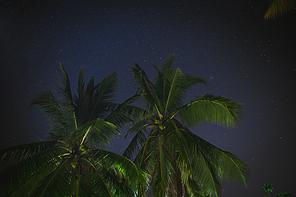 bottom view of palm trees and dark night sky, sri lanka, mirissa