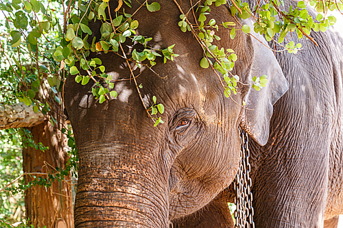 close up view of wild elephant standing under tree twigs, Asia, sri lanka, pinnawala