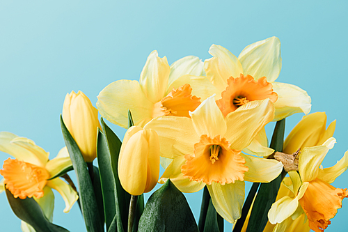 close up view of beautiful tulips and daffodil flowers isolated on blue