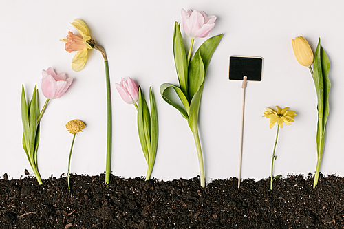 flat lay with tulips, narcissus, chrysanthemum flowers and blank blackboard in ground isolated on white